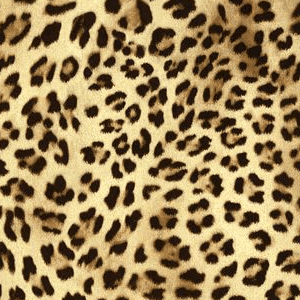 Neu!    Leopard